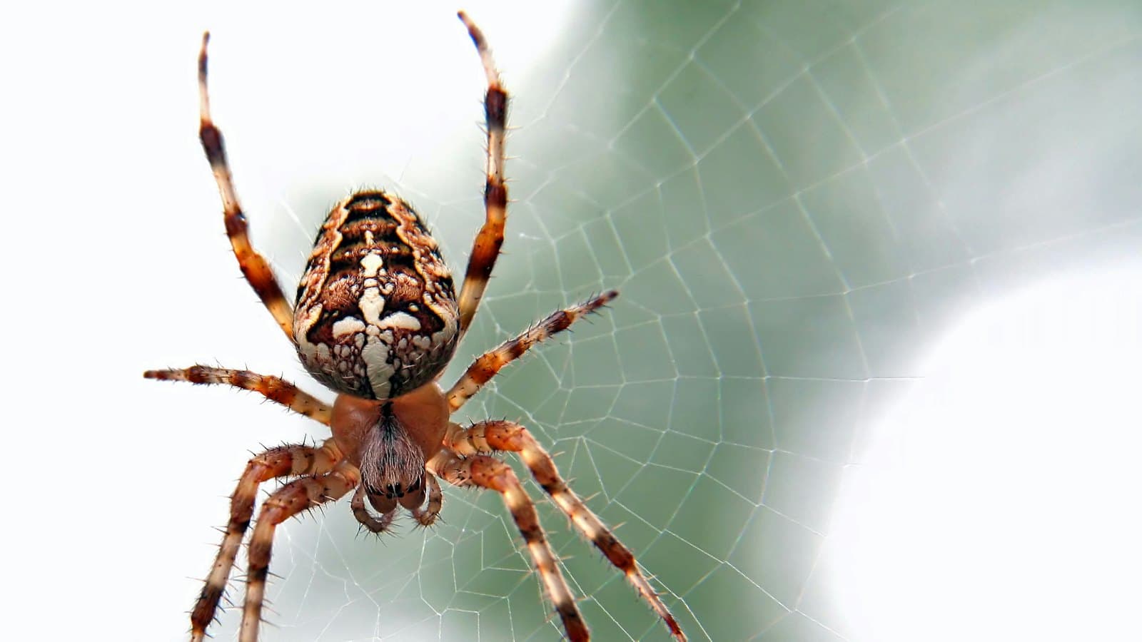 Close-up of an orb-weaver spider in its web