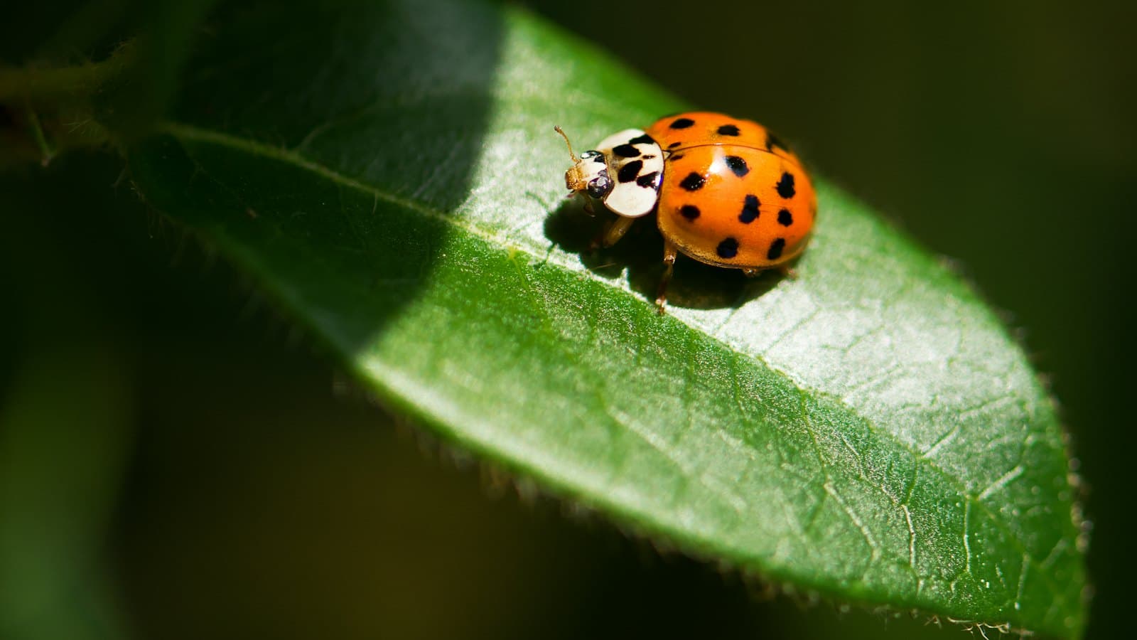 Ladybug on a leaf