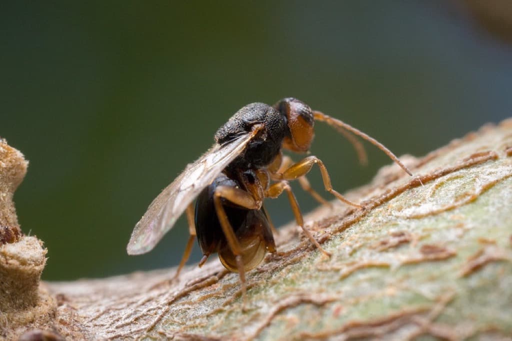 Honeybee and paper wasp side by side for identification