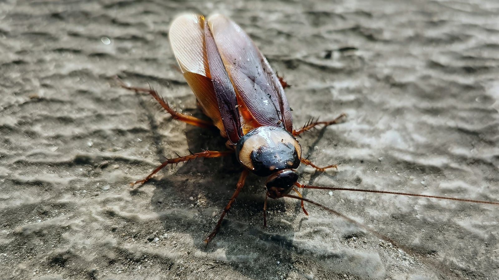 Cockroach on a textured surface