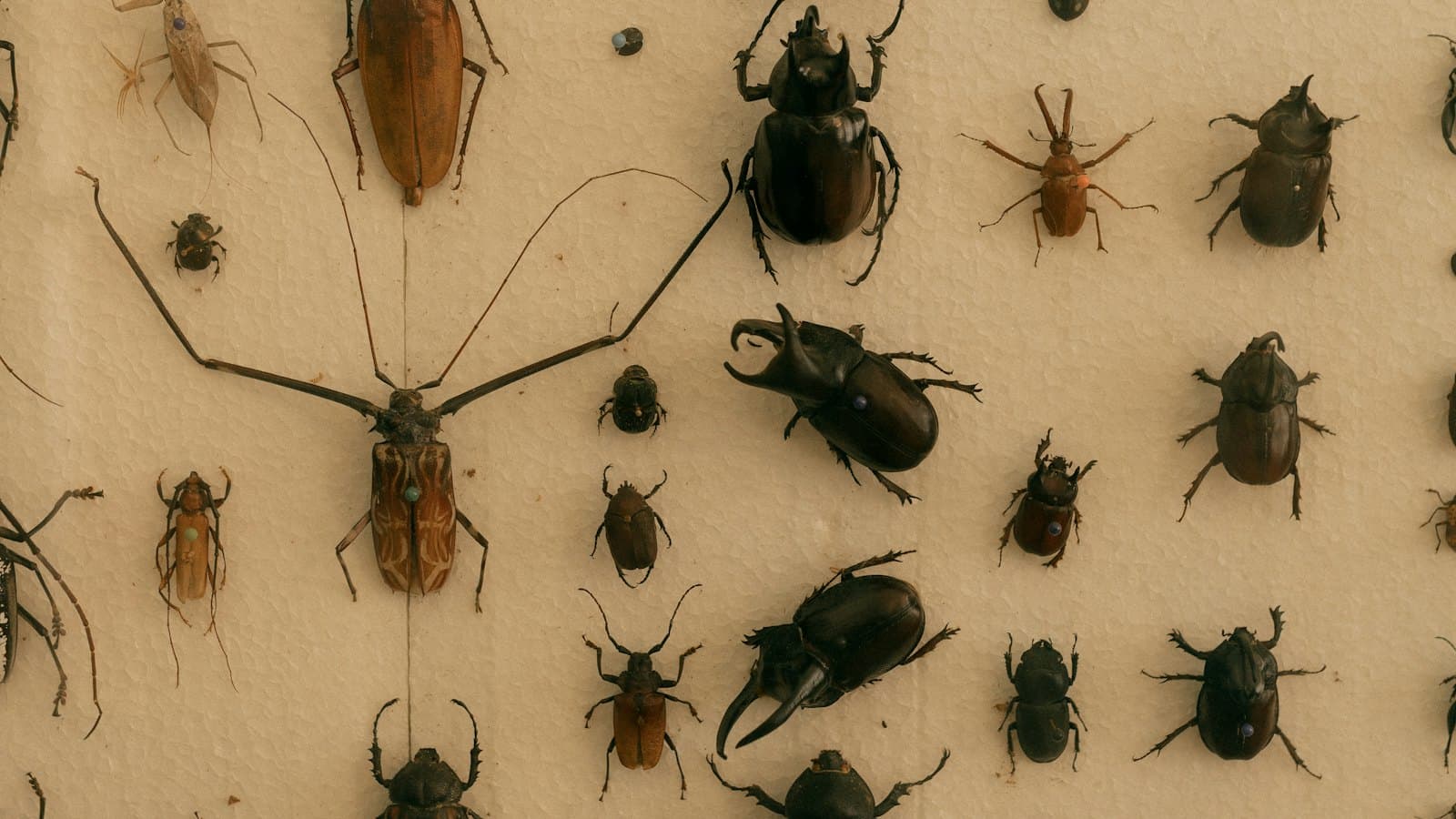 Pinned insect specimens arranged for identification