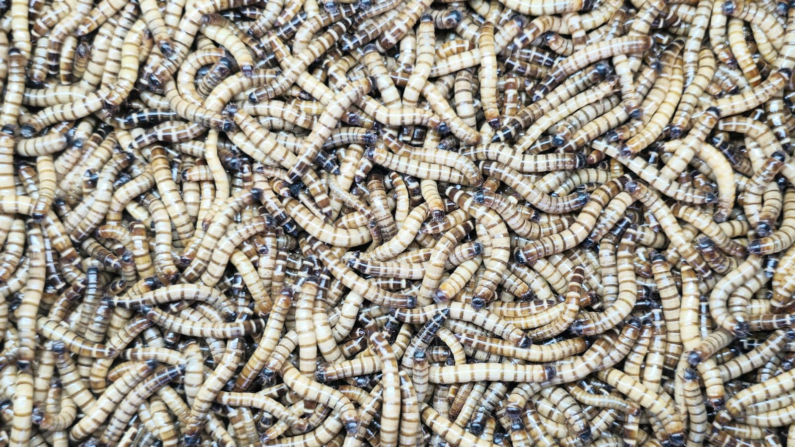 Pile of mealworms, the larvae of darkling beetles