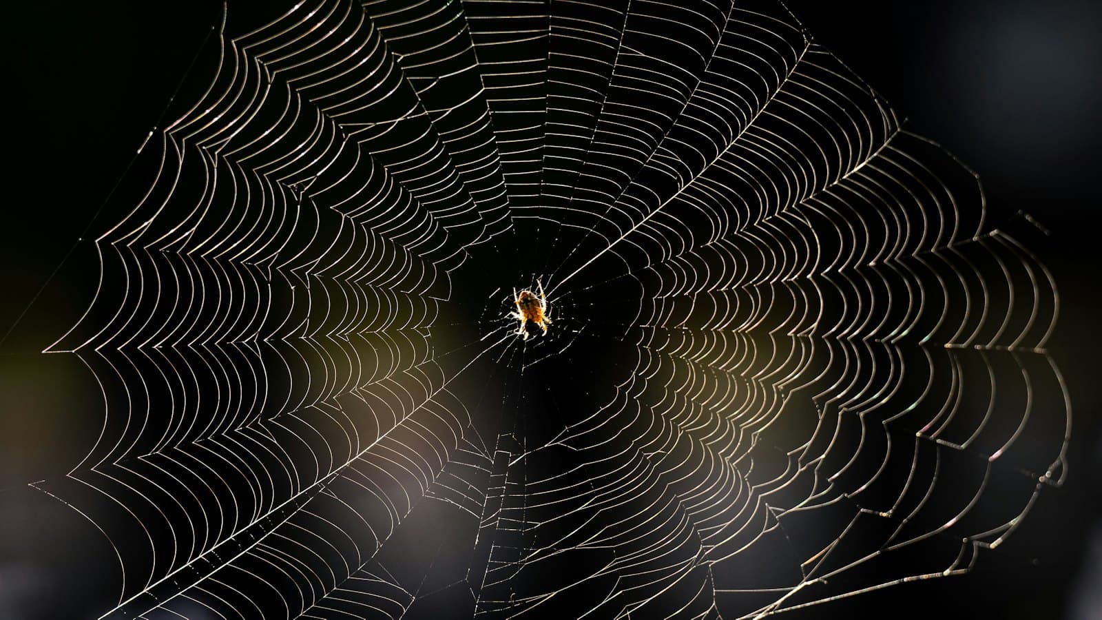 Spider at the center of a large orb web