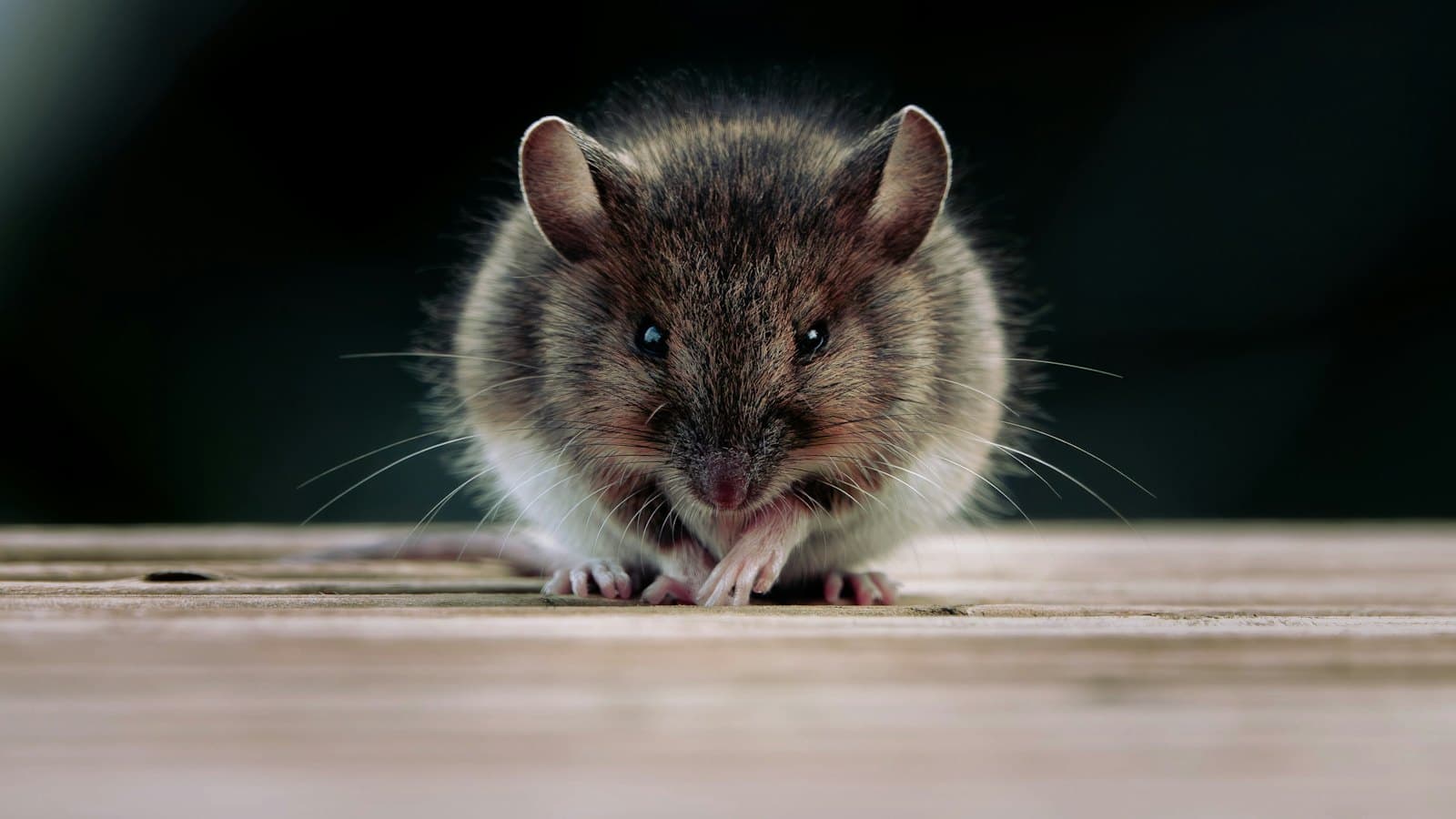 House mouse on a wooden floor