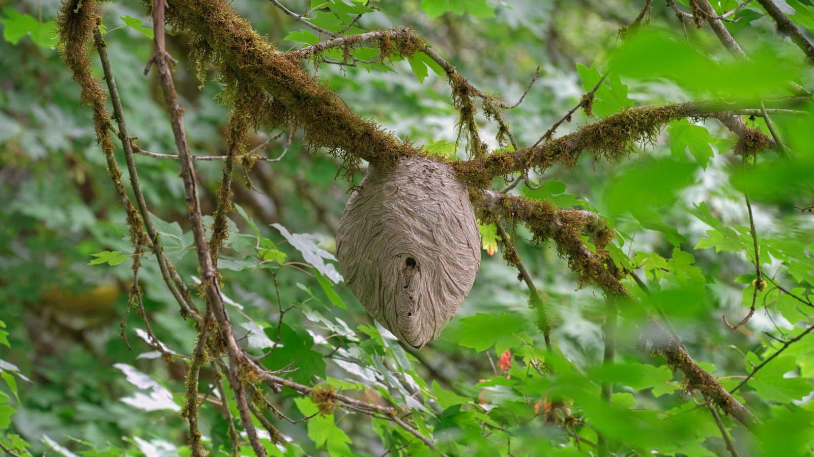 Hornet nest hanging from a tree branch