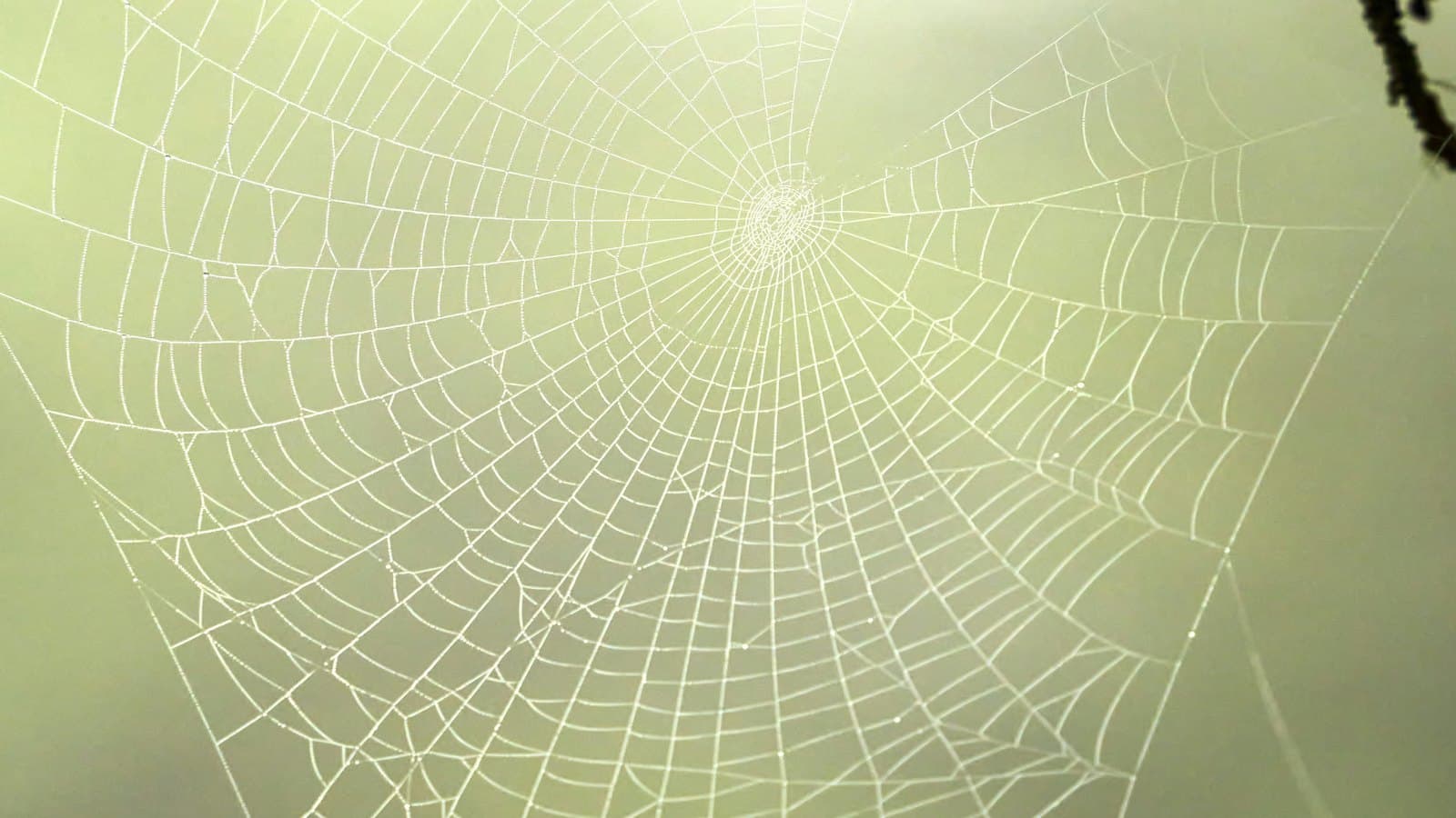 Dew-covered spider web hanging from a branch