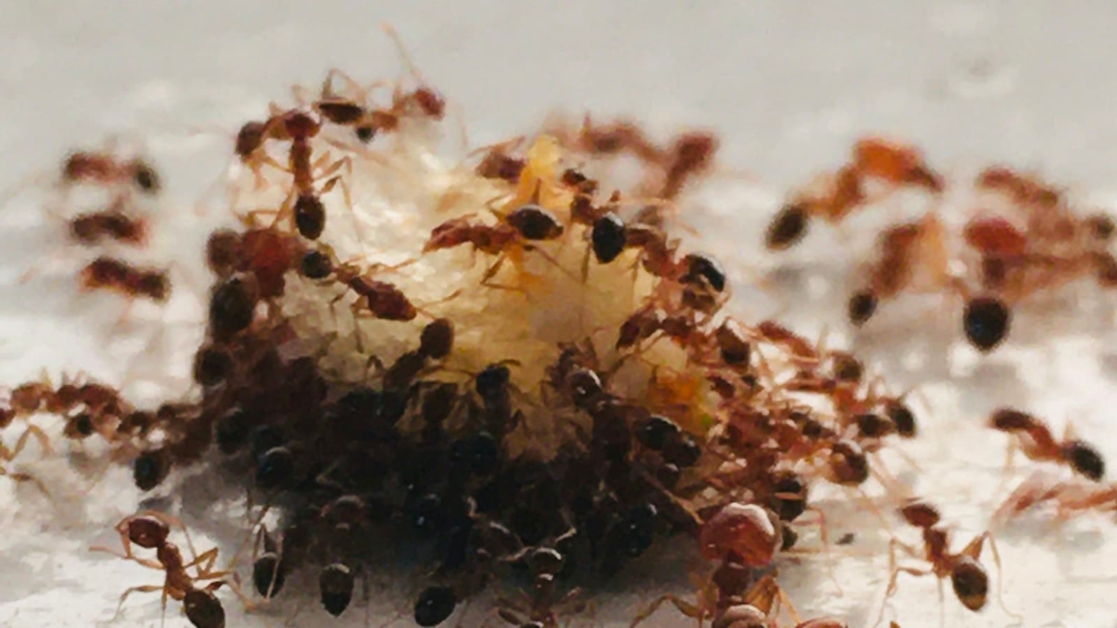 Ants swarming a crumb of food on a floor