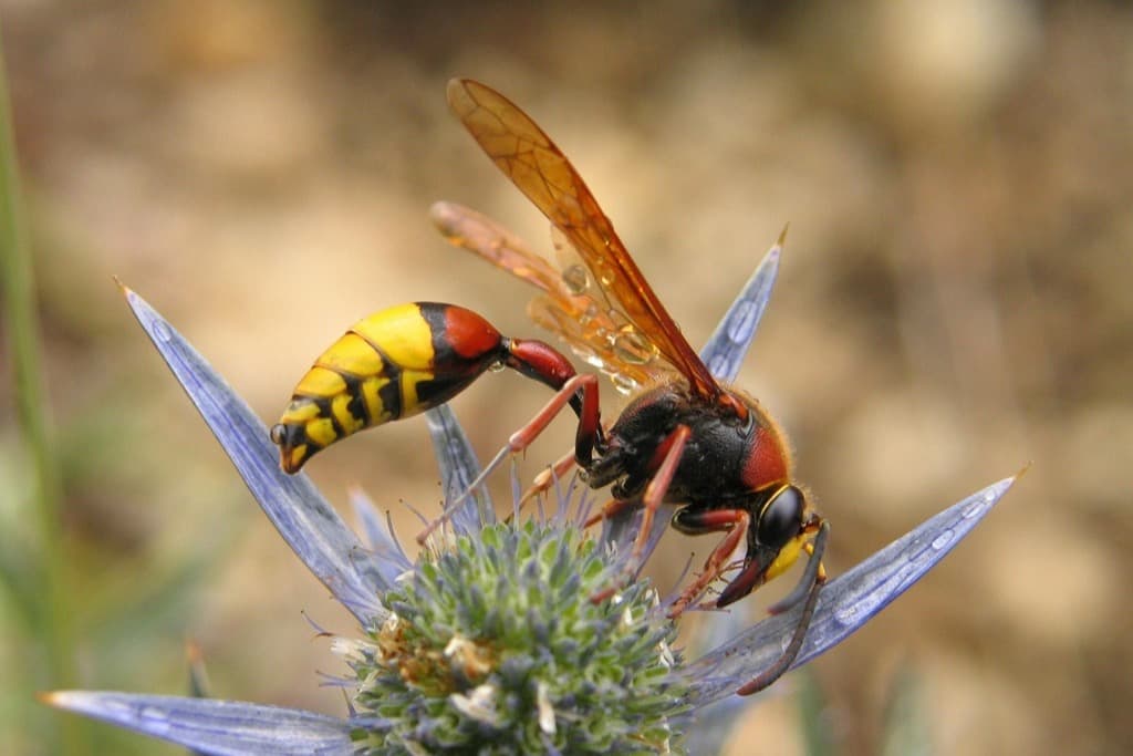 Hornet perched on top of a flower