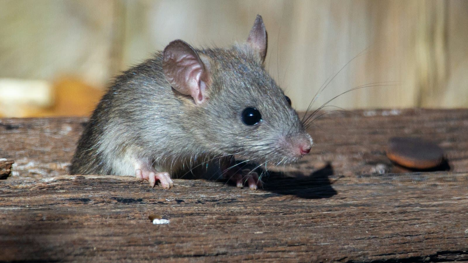 Rat on a wooden ledge