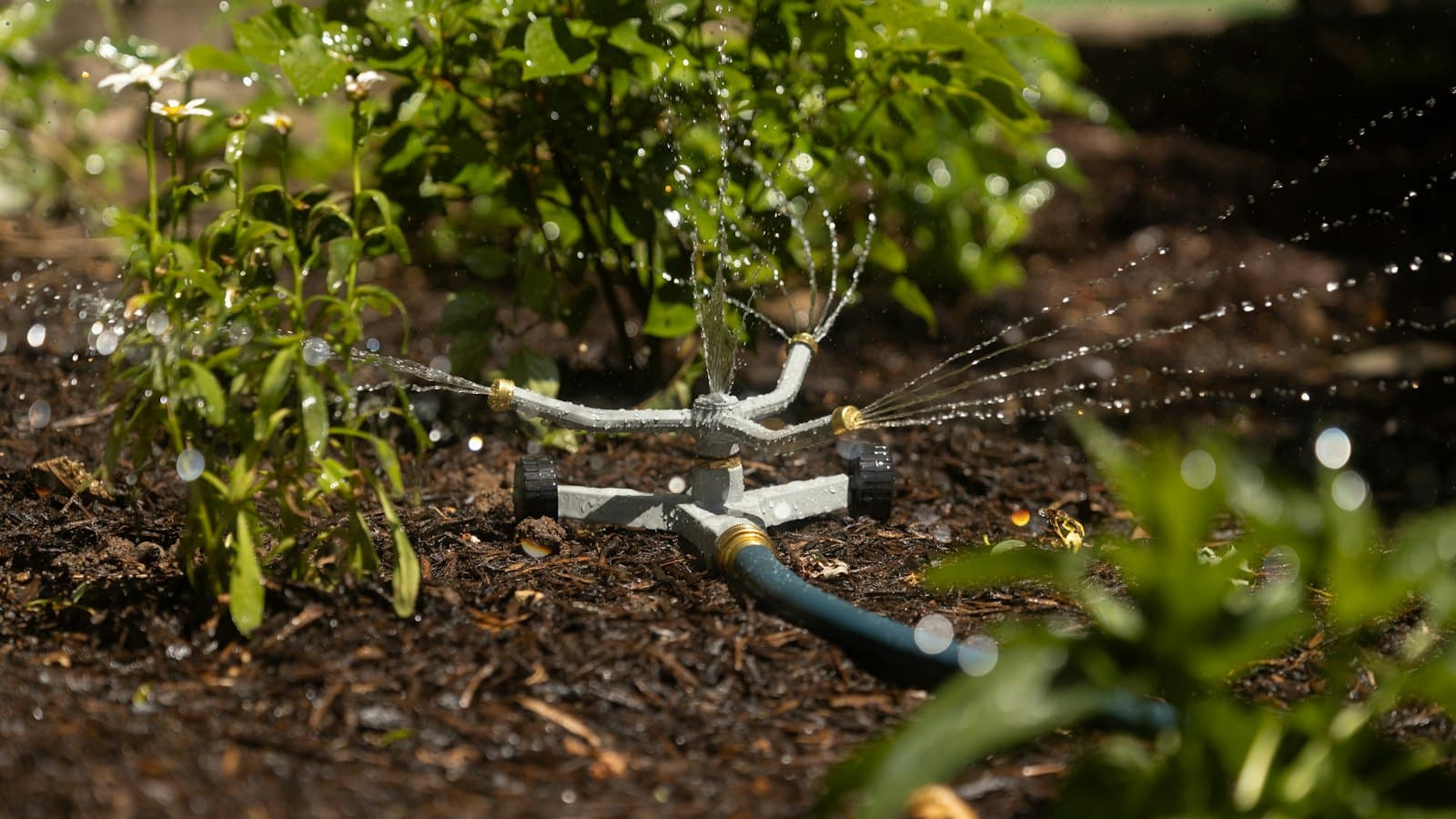 Sprinkler soaking a mulched garden bed