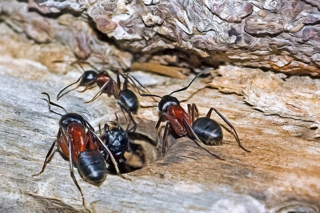 Ants moving toward a sheltered indoor space as fall temperatures drop