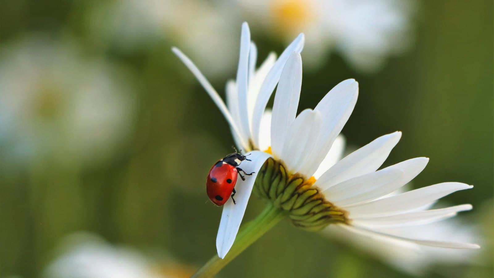 Ladybug, a beneficial insect, on a white daisy