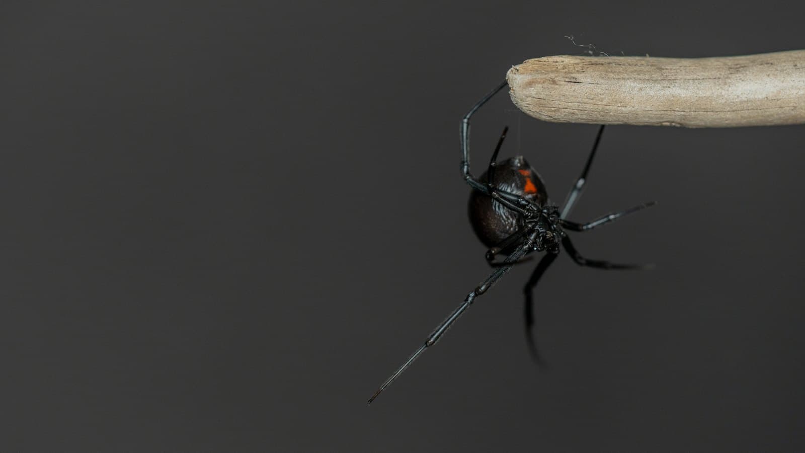 Black widow spider hanging beneath a wooden stick, showing its red marking