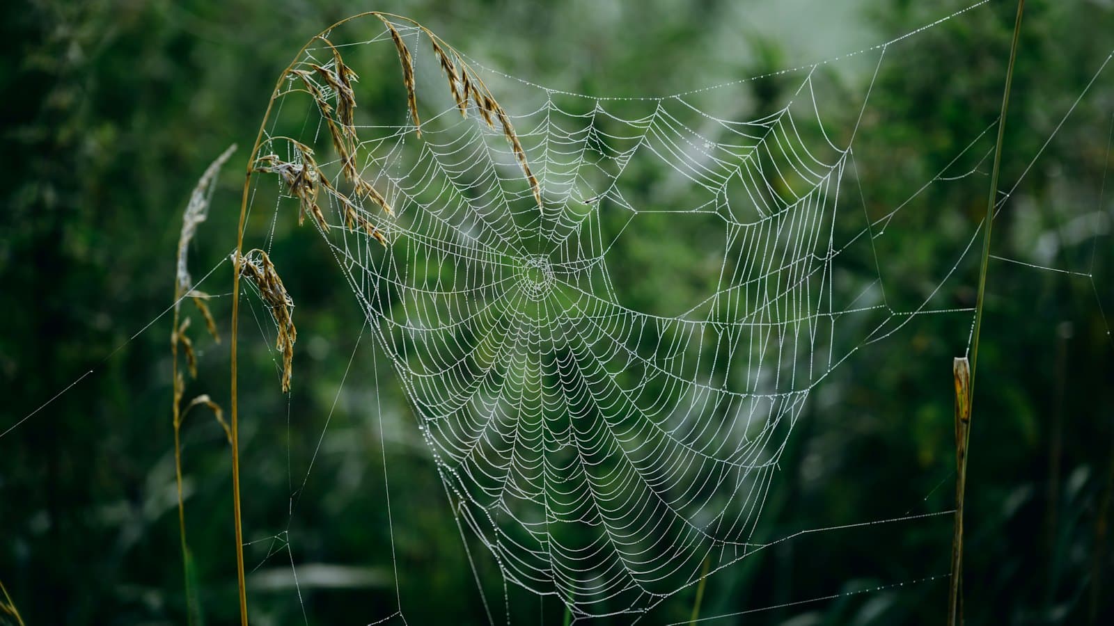 Dew-covered spider web stretched across tall grass and weeds