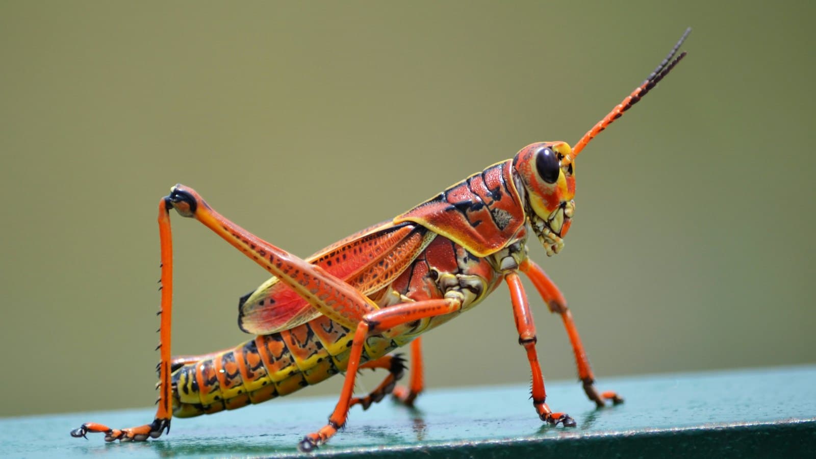 Grasshopper standing on a ledge