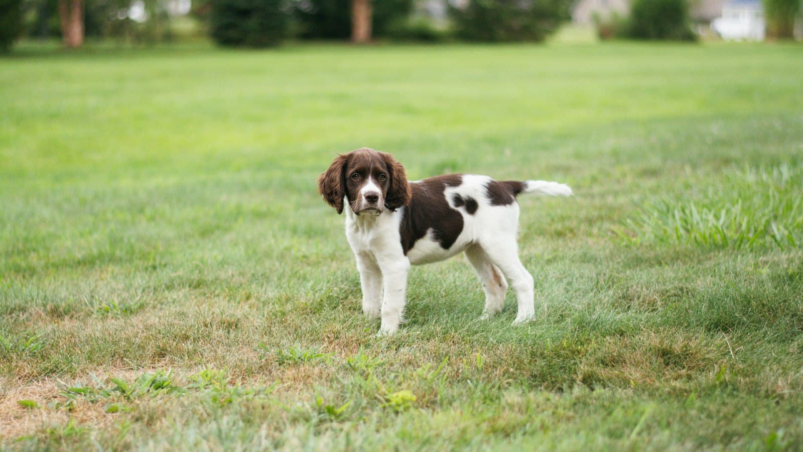 Puppy standing on a green backyard lawn