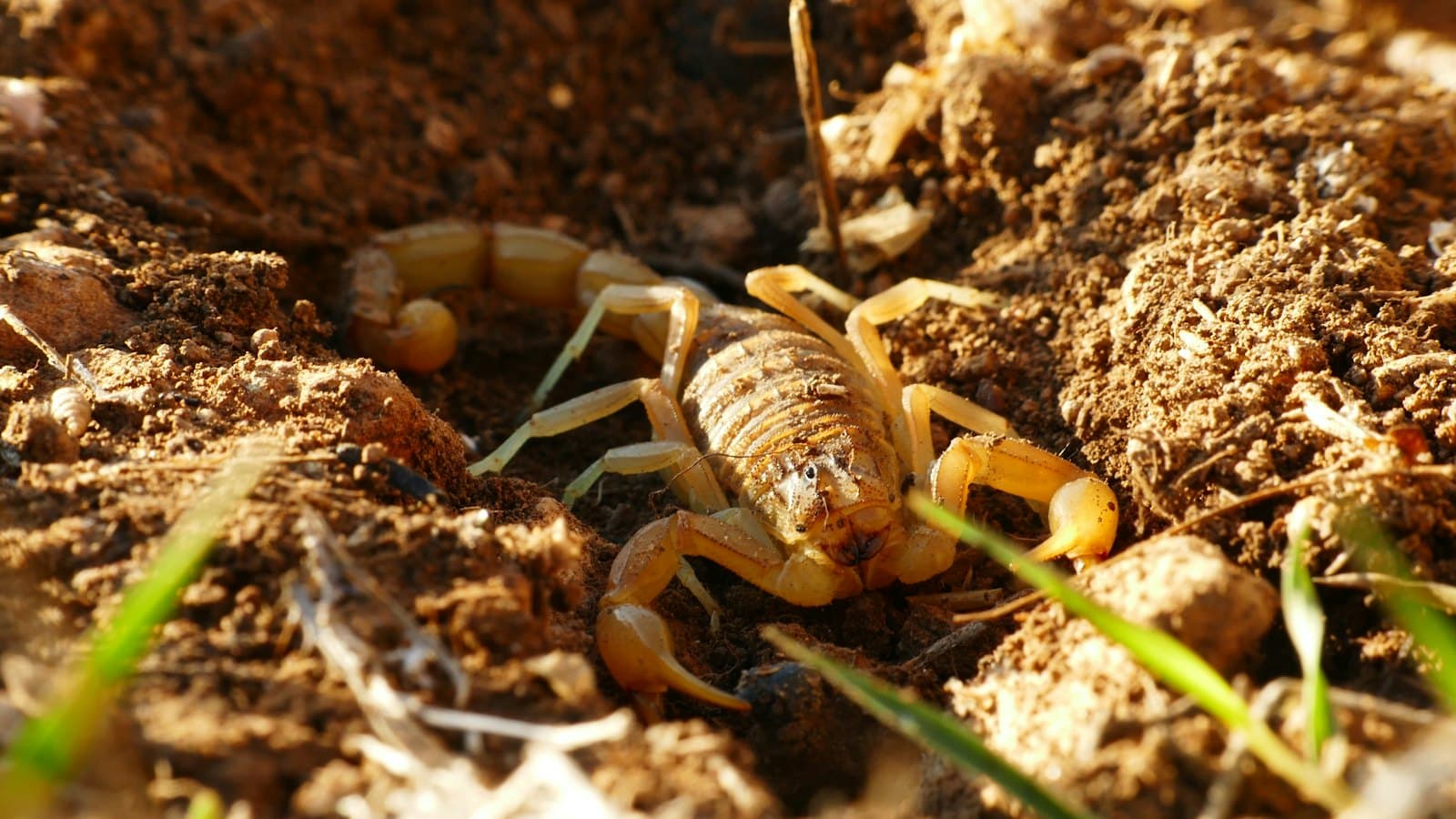 Desert scorpion crawling through dry soil