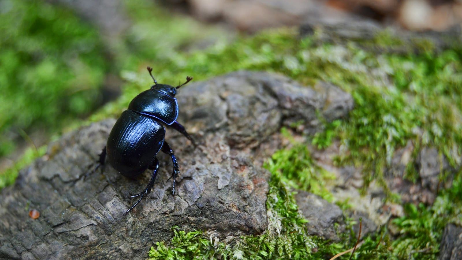 Black beetle crawling over mossy wood