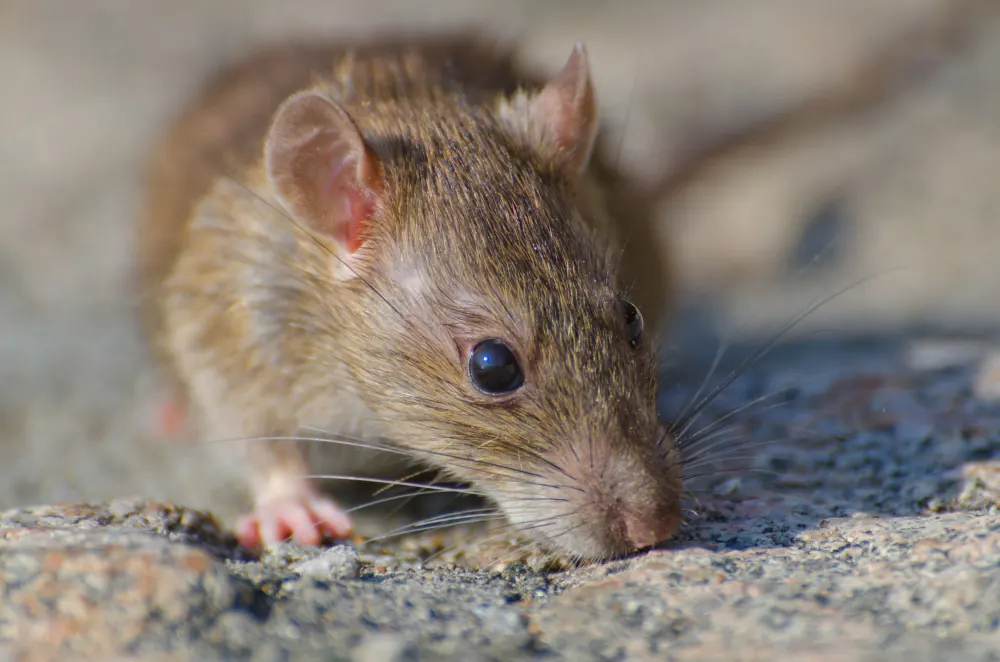 Rat near a gap at the base of a home, a common rodent entry point as weather cools