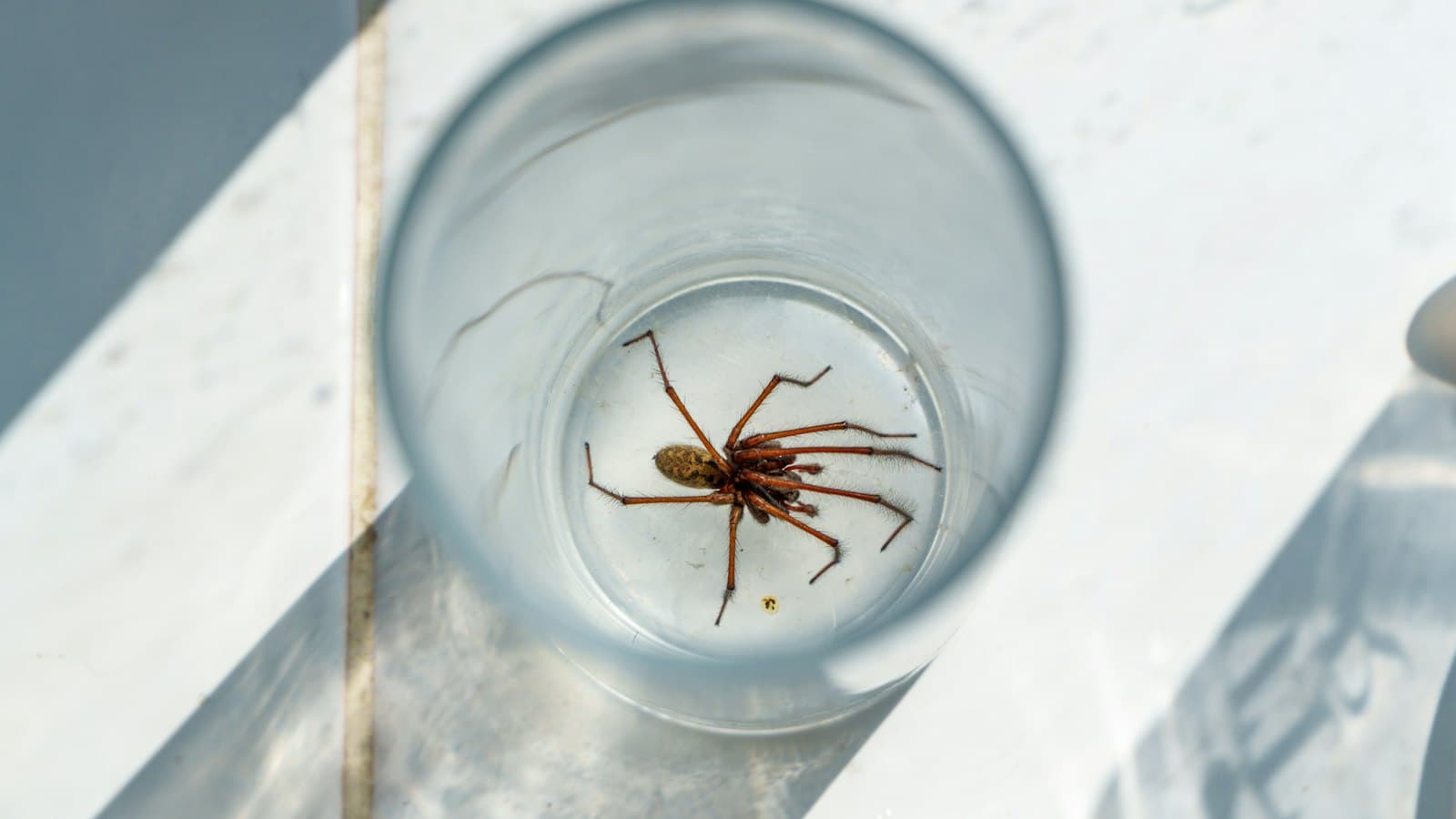 House spider trapped under a drinking glass indoors
