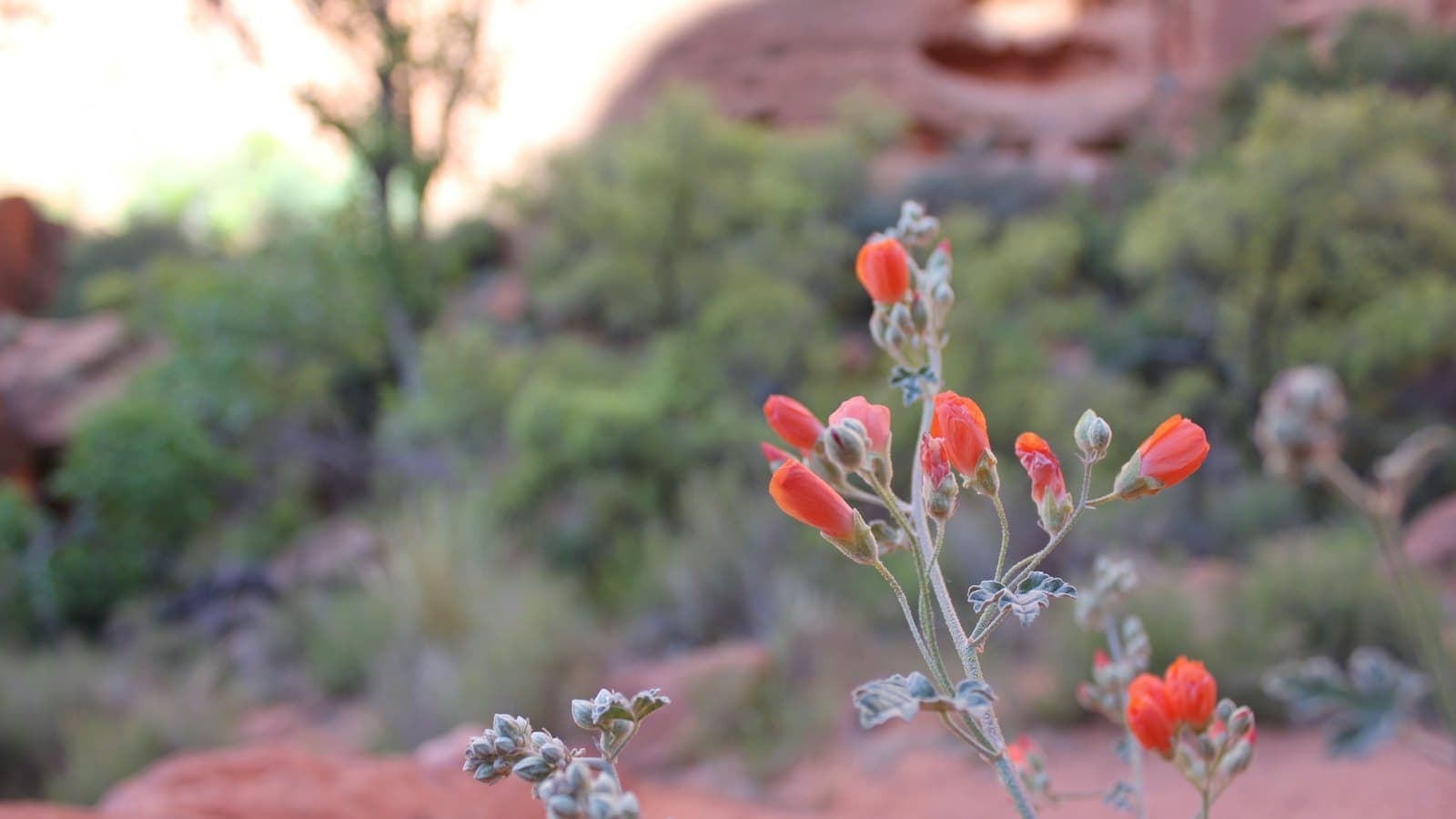 Orange desert wildflowers blooming among red rocks in St. George in spring