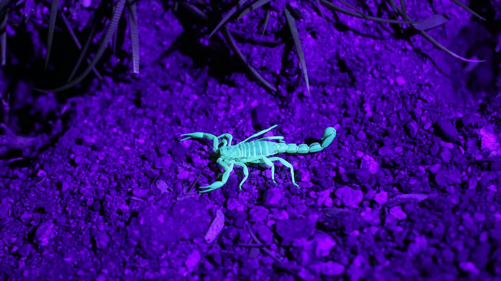 Arizona bark scorpion glowing under a UV light at night