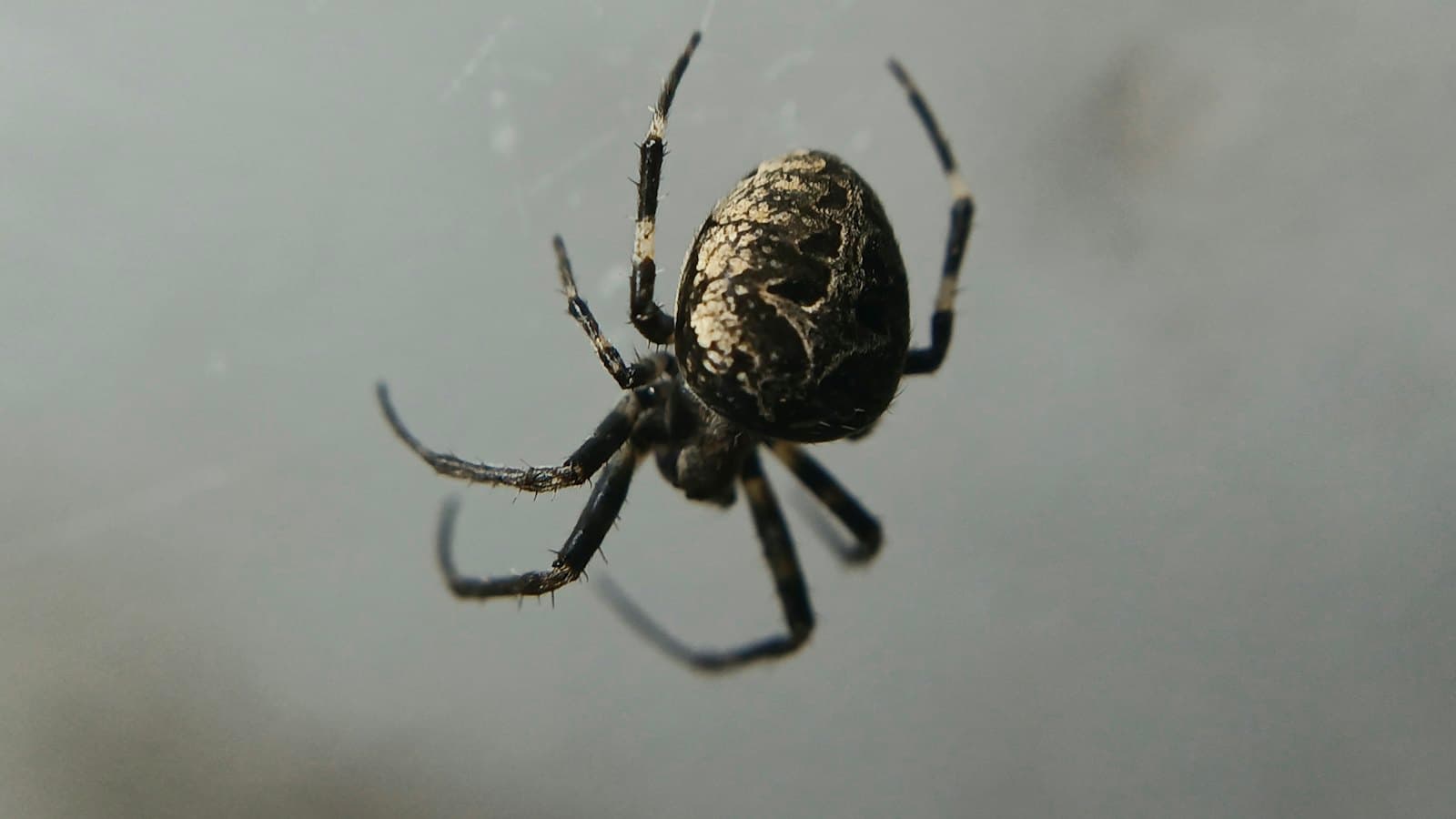 Dark spider hanging in its web