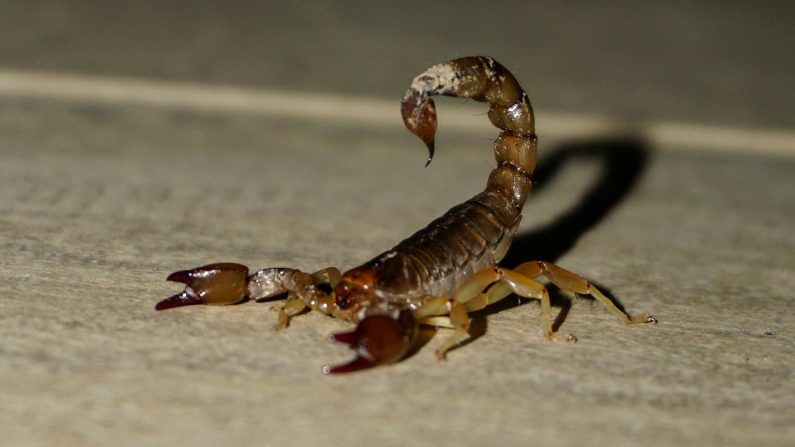 Scorpion crossing a floor at night