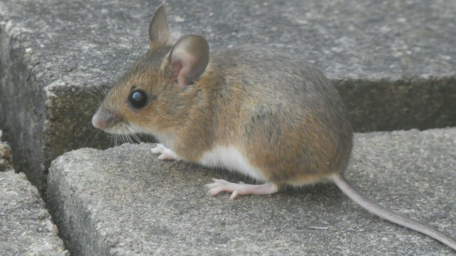 Mouse on concrete steps outside a home