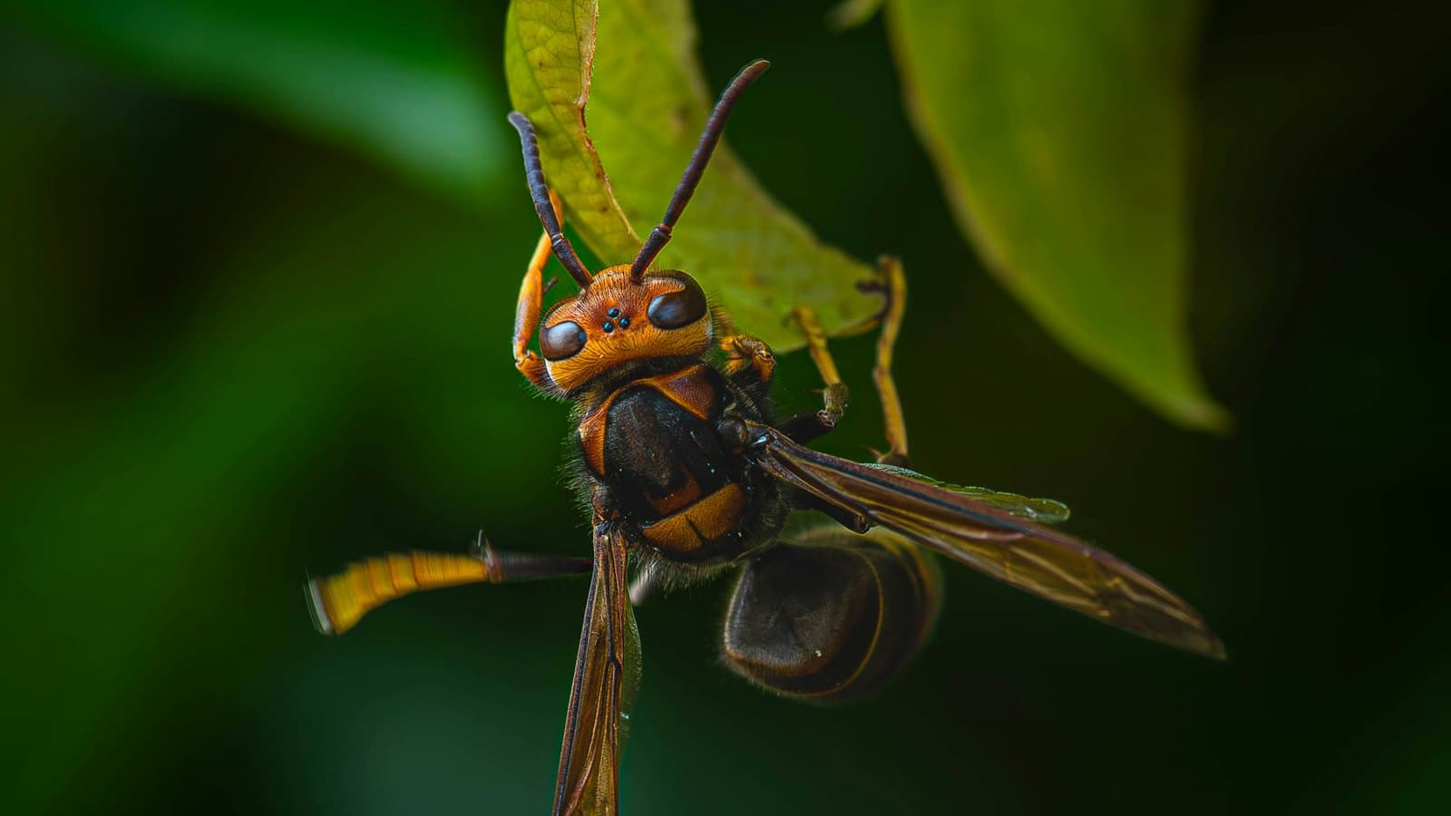 Hornet clinging to a leaf