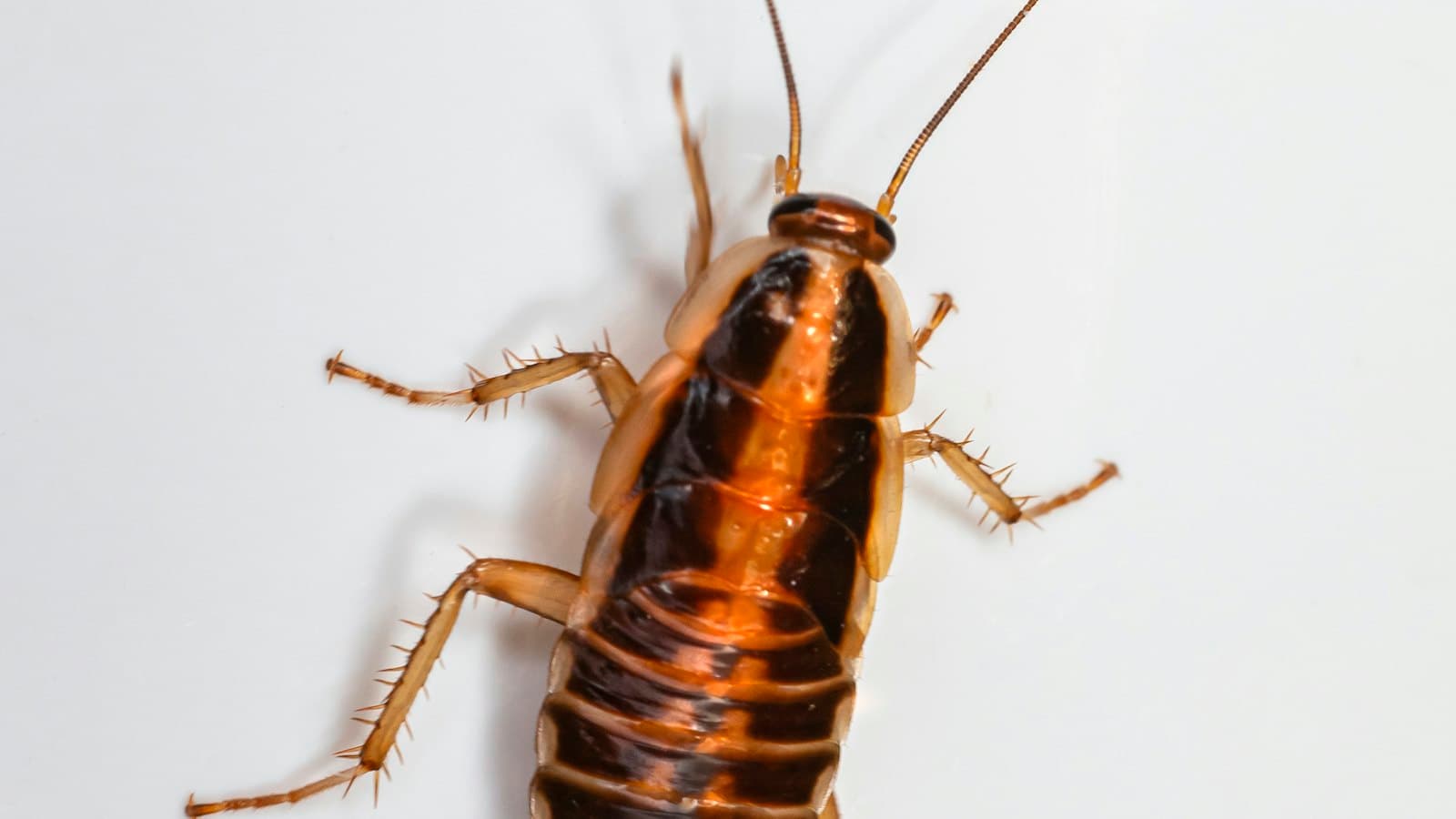 Cockroach crawling across a white kitchen surface