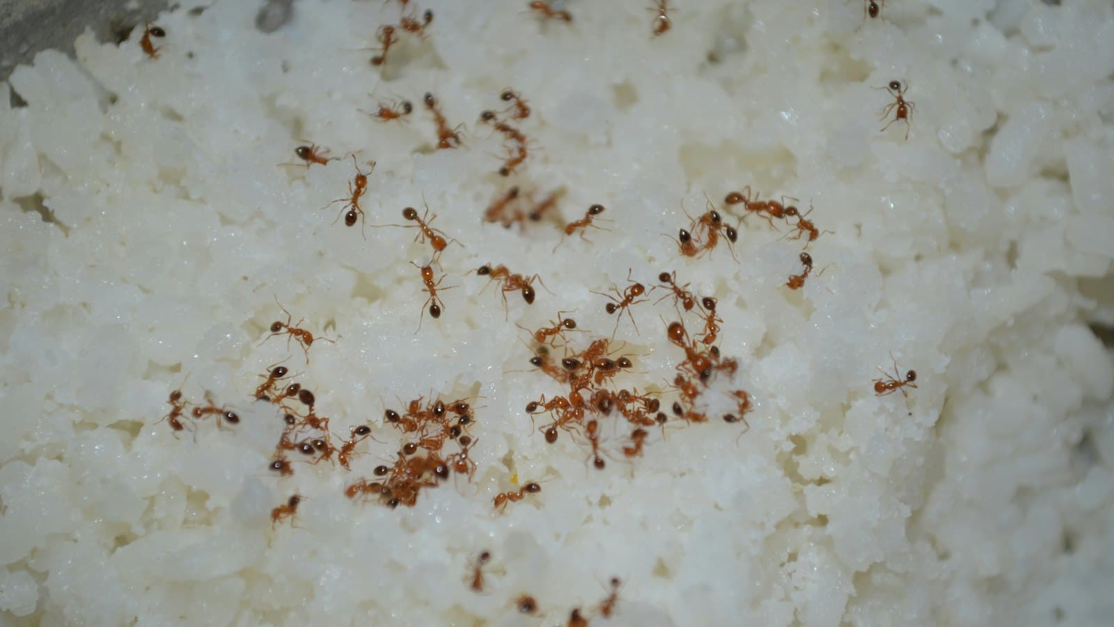 Ants swarming spilled rice