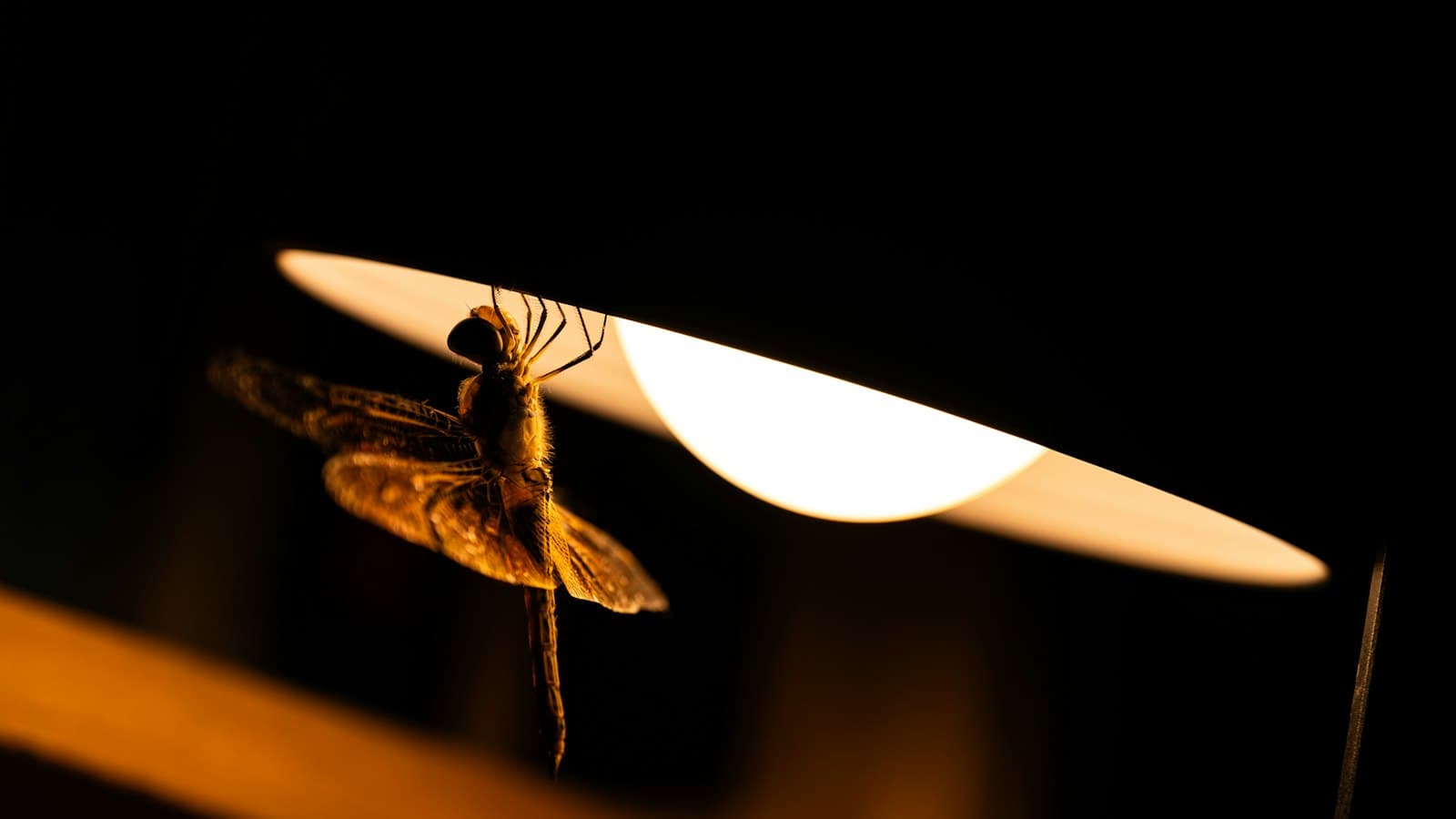 Insect drawn to a lamp at night