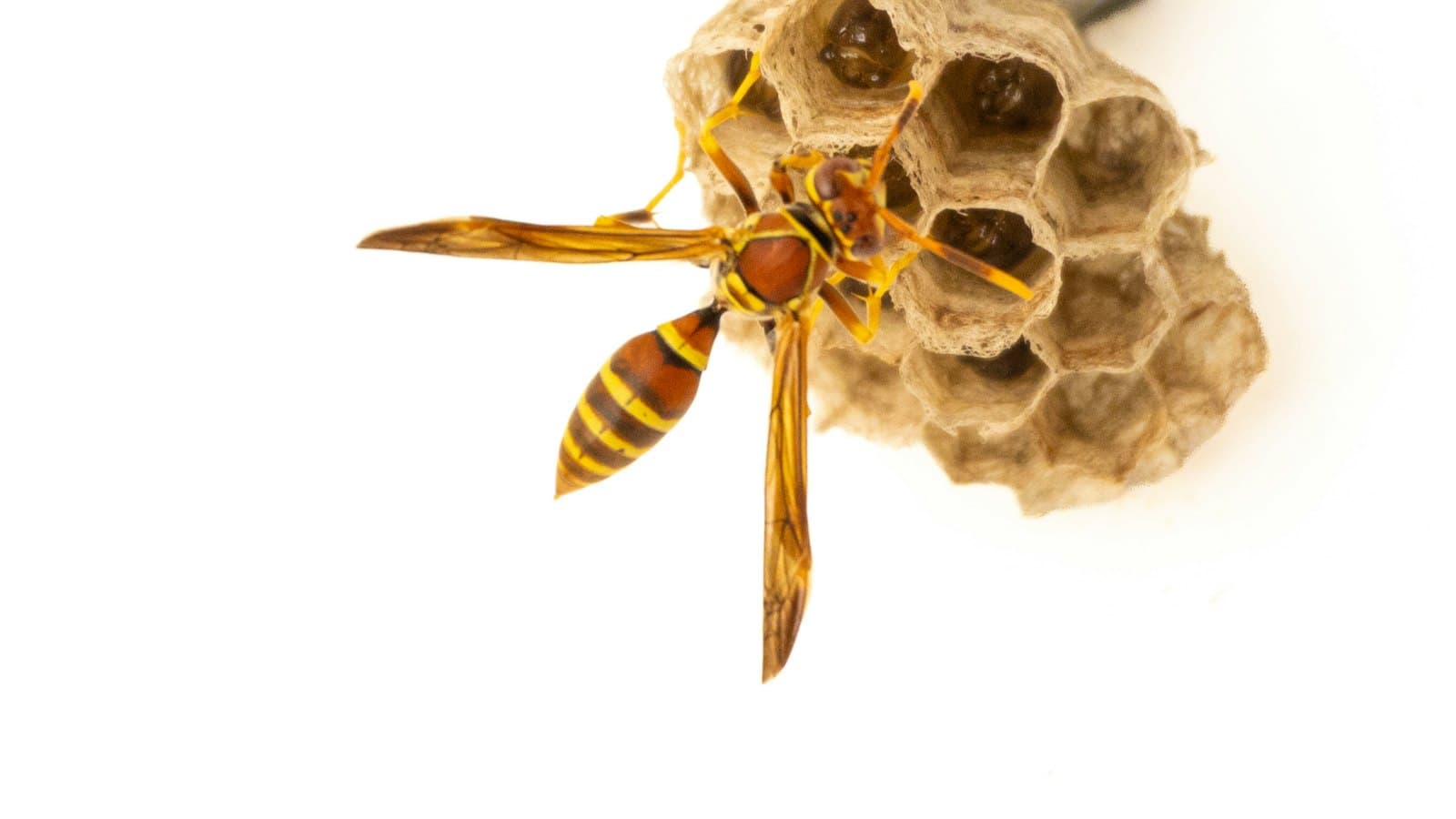Paper wasp on a small paper nest
