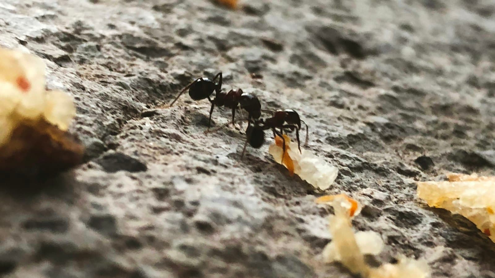 Ants returning to scraps of food on a stone surface