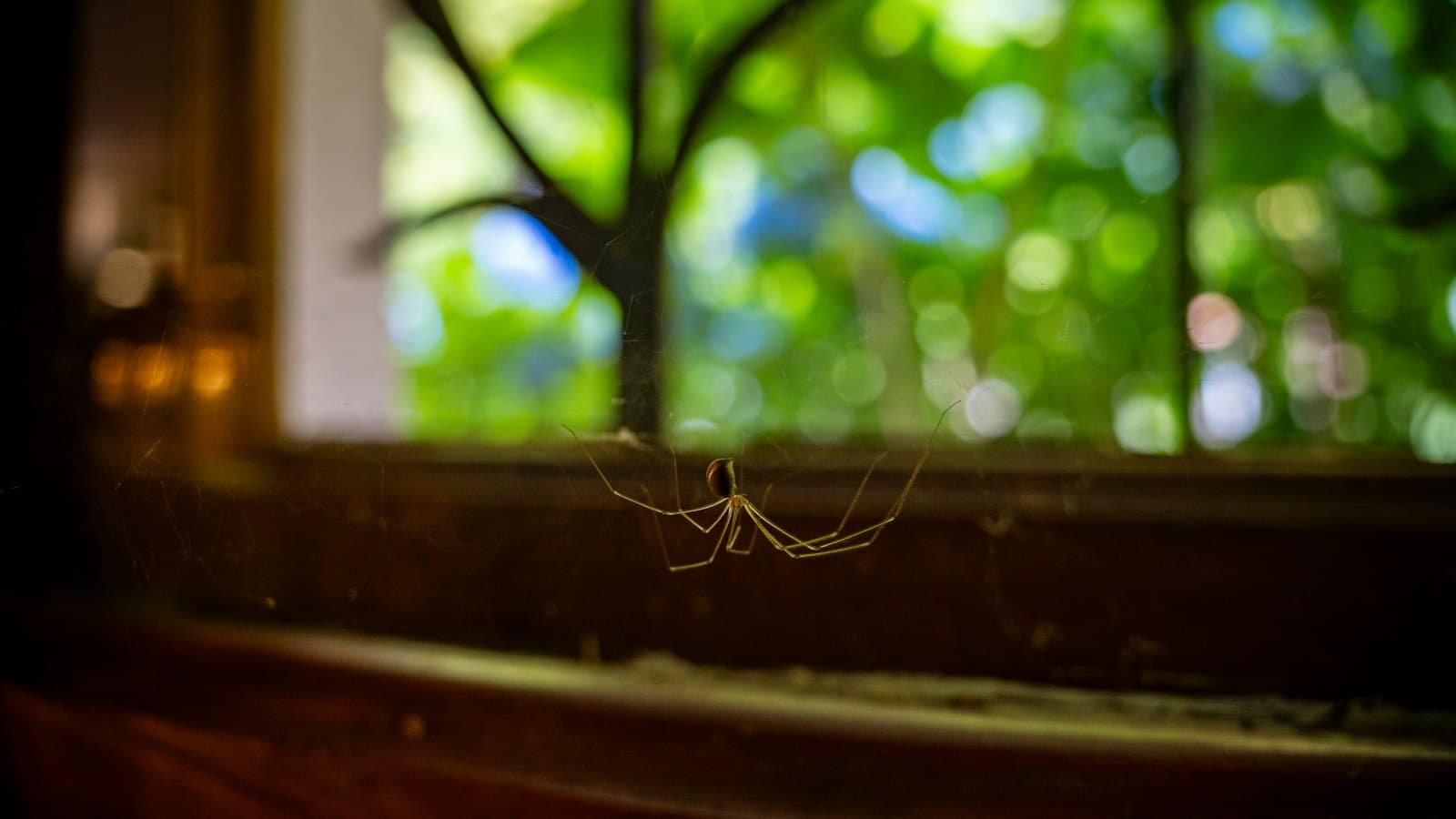 Cellar spider on a windowsill with spring greenery outside