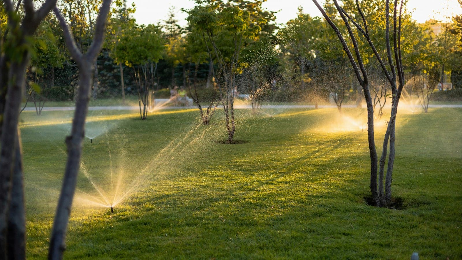 Sprinklers watering a yard in golden evening light